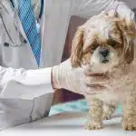 urgences vétérinaires