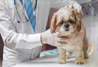 urgences vétérinaires