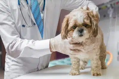 urgences vétérinaires