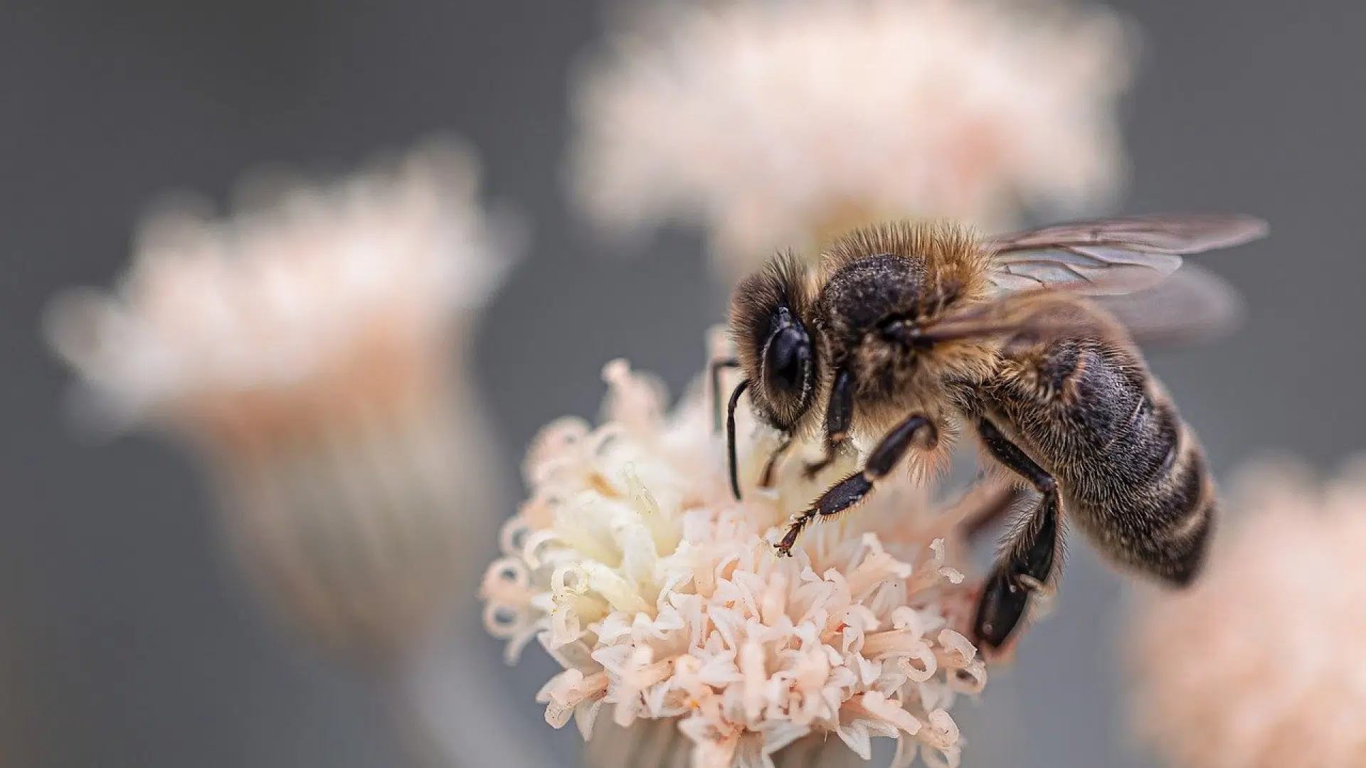 Quelle est l'utilité des abeilles ?
